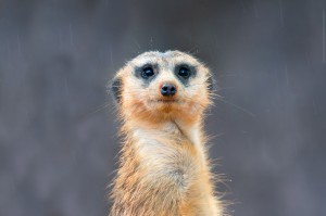 Meerkat