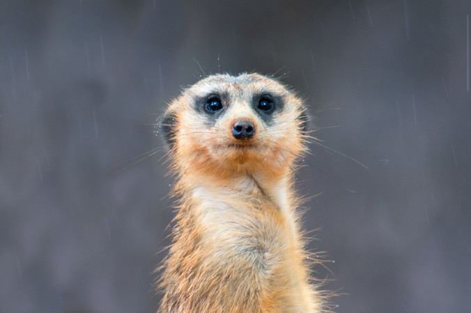 Meerkat